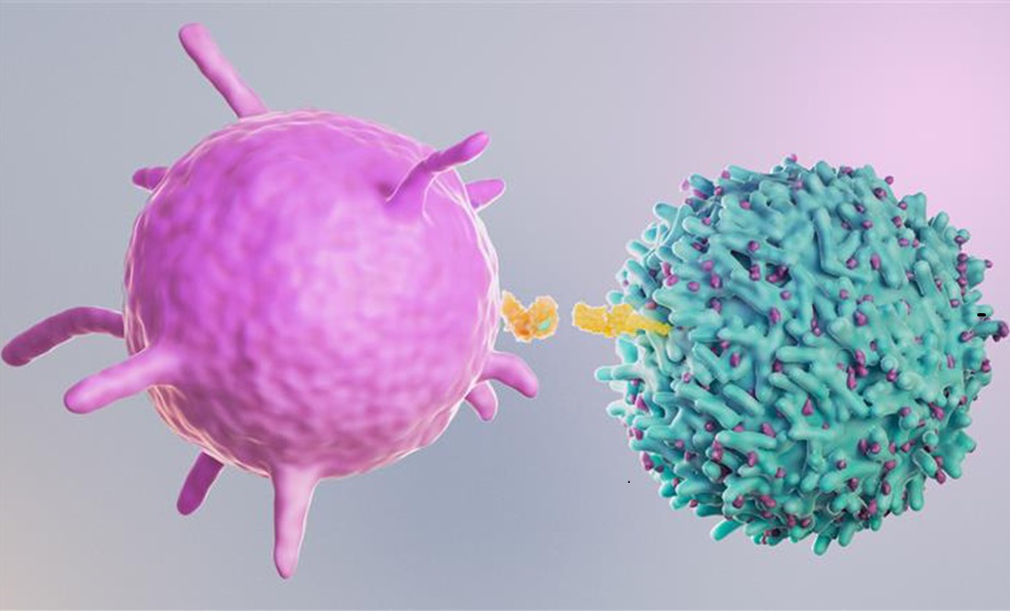 Image: An immune response is initiated when an antigen-presenting cell (pink) presents foreign material to a T-cell (blue) (Photo courtesy of JAX)